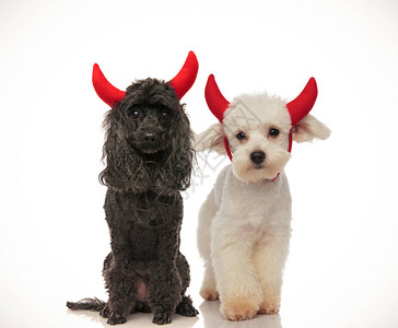 黑色和白色的可爱黑白狗穿着红色魔鬼角为万圣节祈图片