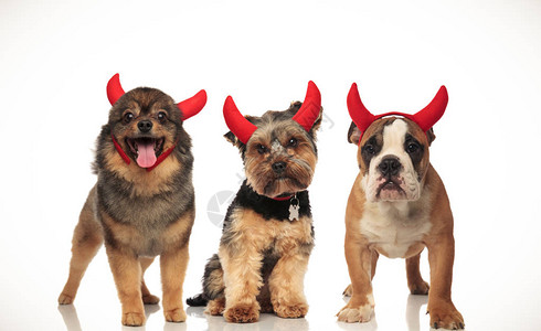 3只可爱的小狗穿着魔鬼装扮为万圣图片