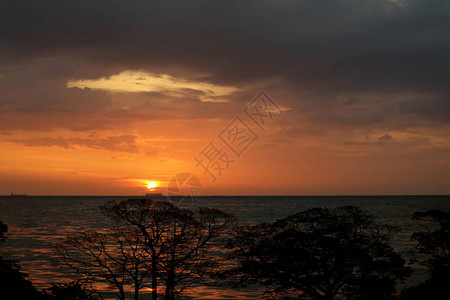 夕阳回海夜空剪影树枝图片