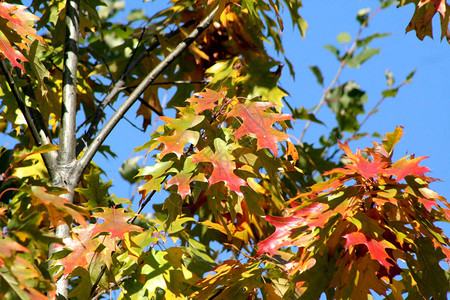 橡树叶红绿黄绿黄红的橡树叶在阳光下闪发光秋天的所有颜色背景图片