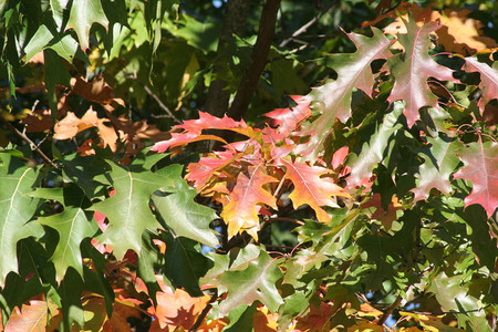 橡树叶红绿黄绿黄红的橡树叶在阳光下闪发光秋天的所有颜色图片