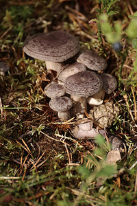 Lactarius小动物组蘑菇图片