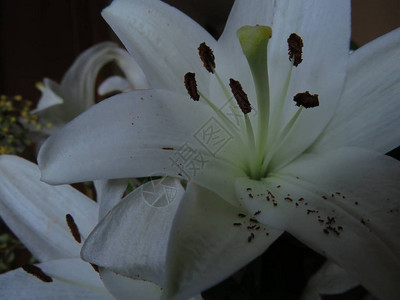美丽的白色花朵颜色和气味令人回味背景图片