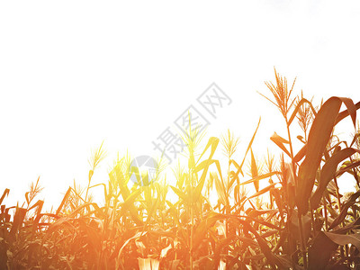 日落时使用复制空间的玉米字段Vintag图片