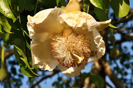 一朵花猴面包树莫桑比克图片