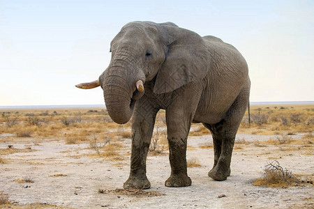 他在纳米比亚Etosha公园的非洲大象Loxodont图片