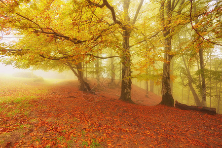幻想曲带轨道的雾木秋景背景