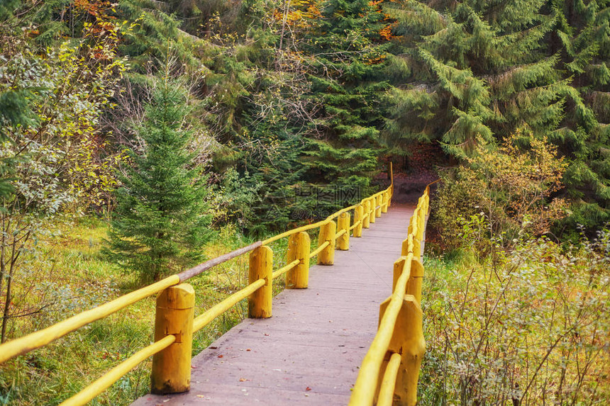 秋天森林小溪上的木桥图片