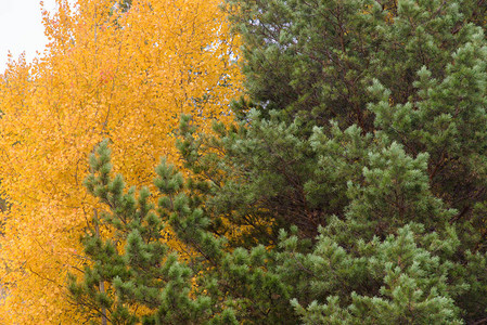 秋天的风景松树和白杨树图片