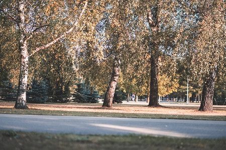 秋季公园黄绿叶白桦树图片