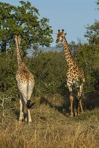Kruger公园图片