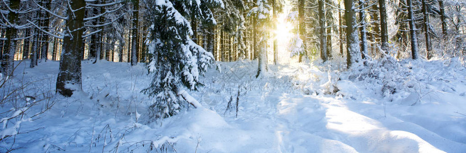 圣诞假期背景冬天的阳光穿过图片