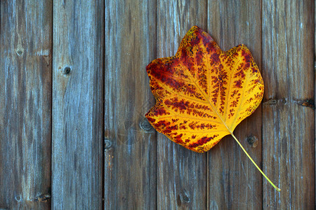 秋叶木桌图片