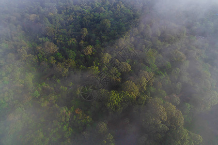 林绿树雨林有雾环形图片