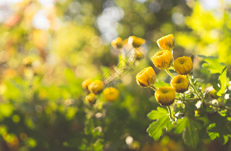 黄色秋天菊花在阳光图片