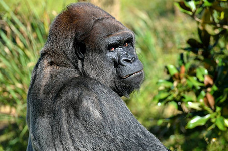 美国佛罗里达动物保护区大型SilverBack大猩图片