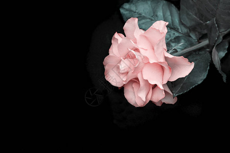 在黑色背景的豪华粉红色玫瑰上背景图片