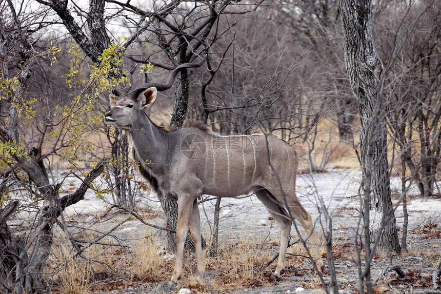 纳米比亚埃托沙公园的雄大捻角羚图片