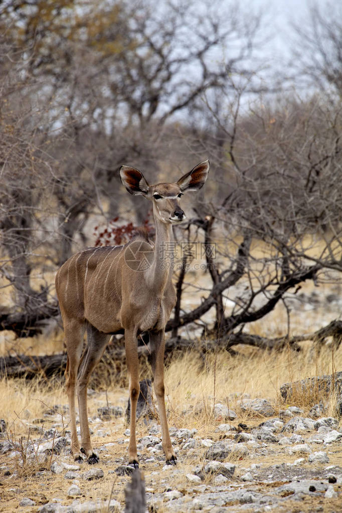 纳米比亚埃托沙公园的雌大捻角羚图片