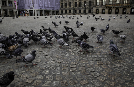 广场上的鸽子鸟类的细节图片