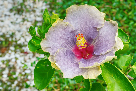 花园里的芙蓉花色艳丽图片