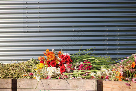 吉贝拉低质花朵被扔弃在纽韦克尔图片