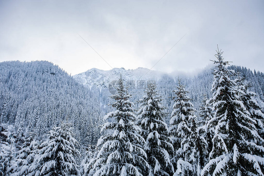美丽的冬季风景树木不下大雪图片