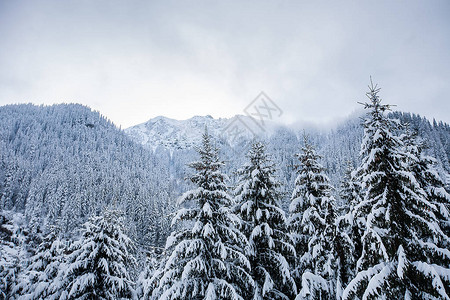 美丽的冬季风景树木不下大雪图片