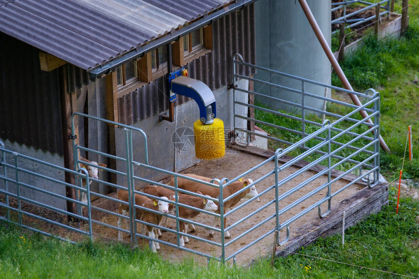 瑞士农场的奶牛正图片
