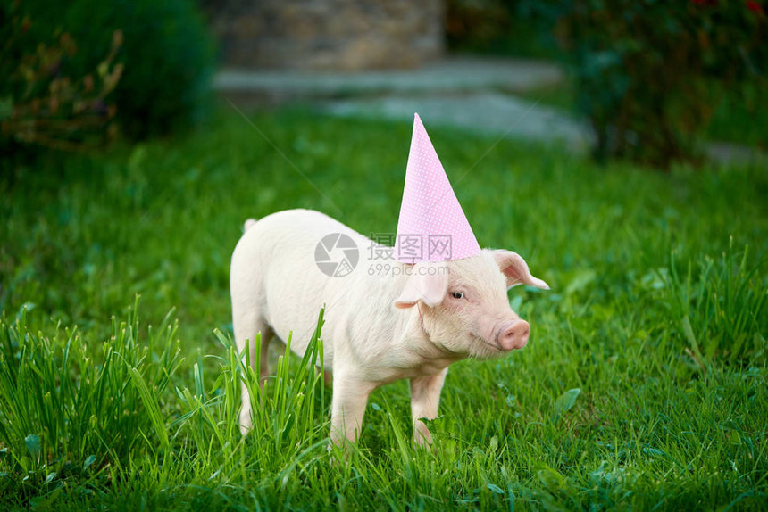 可爱的粉红色小猪站在花园里的绿草上图片