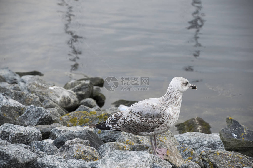 海鸥或海鸥图片