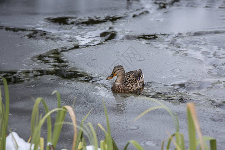 女鸭在冬季冰冻城市公园池塘中玩耍和漂图片