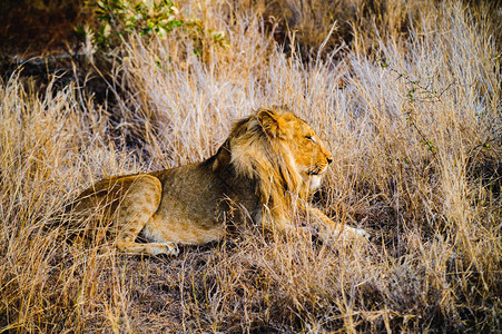 南非关闭了一只狮子图片
