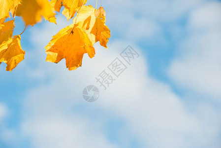 黄色的秋叶背景是蓝天和白云图片