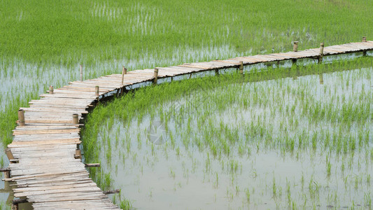 清晨在泰国NakhonNayok省雨季农村用竹桥路行走的竹桥图片