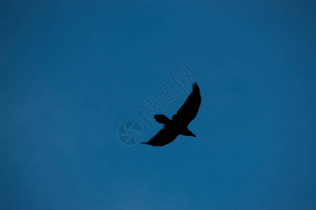 一只鸟在天空中的剪影图片