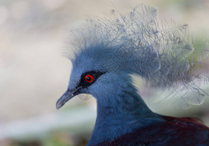 近距离的侧剖面肖像蓝色维多利亚加冕鸽子古拉图片