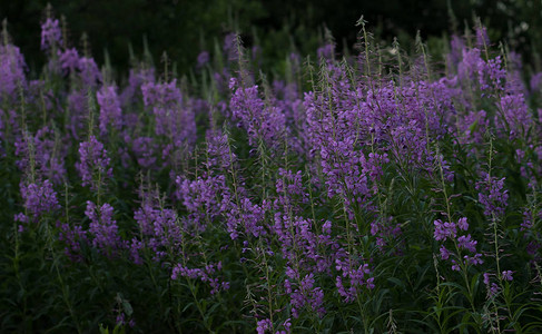 柳草紫花图片