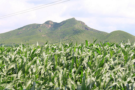 关闭夏天玉米地背景图片