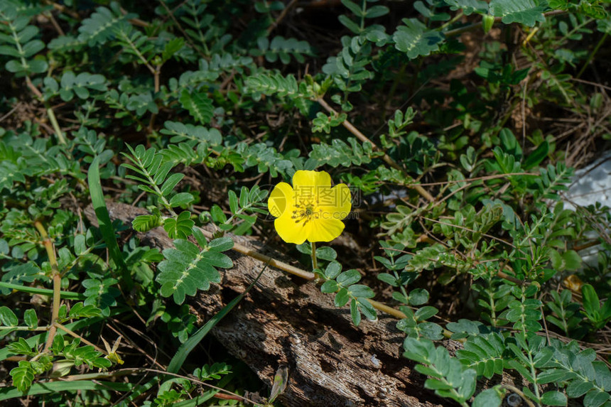 魔鬼刺的黄色花朵TribulusTrerestris植物图片
