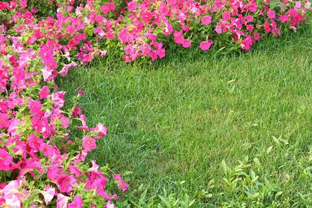 粉红色的花朵和草坪图片