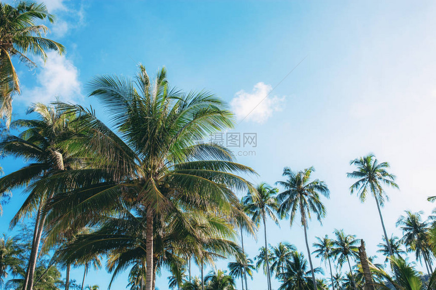 夏天有阳光在天空的椰子树图片