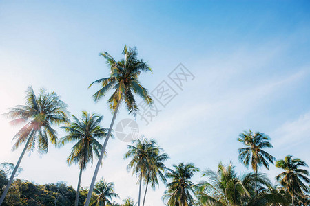 椰子树在阳光下与美图片