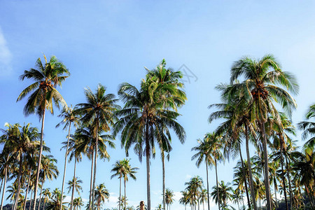 蓝天的椰子树图片