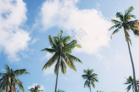与天空的椰子树在夏天图片