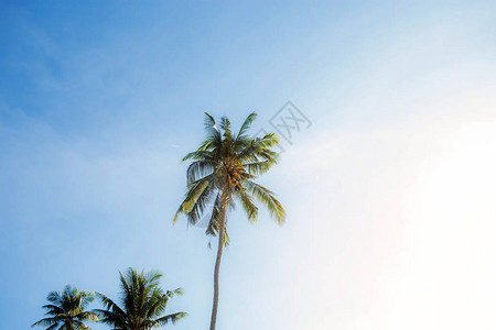 天空上有棕榈树阳光照图片