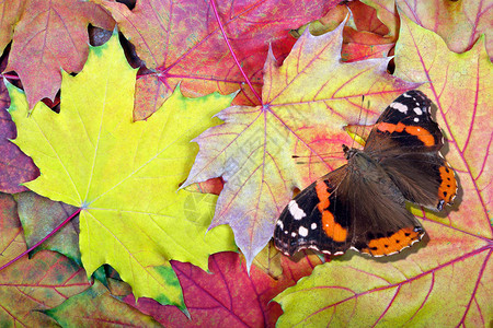 红色海军上将蝴蝶明亮的秋天树叶上的蝴蝶明亮的枫叶纹理图片