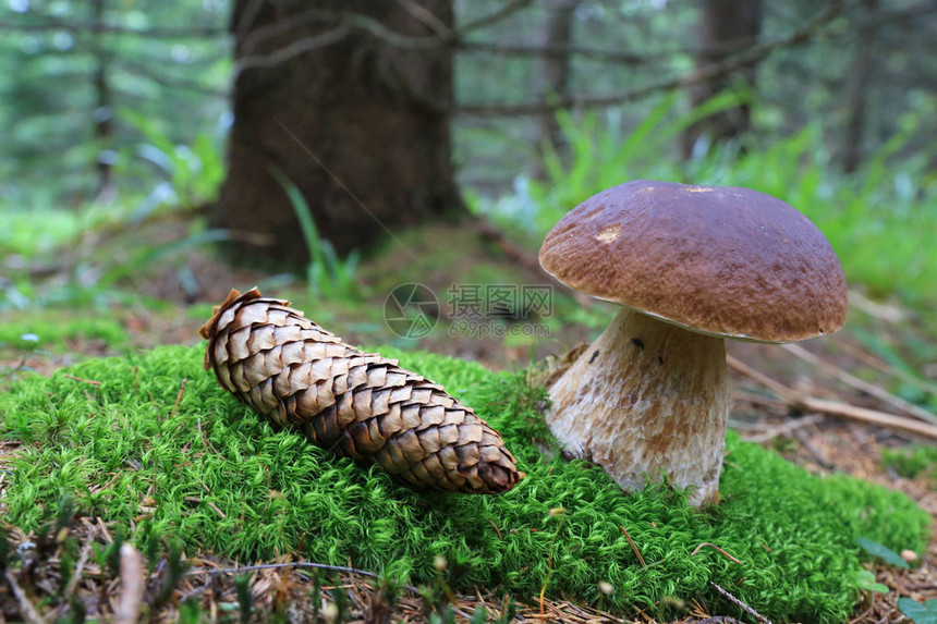 森林中绿色苔藓上的蘑菇和锥体图片