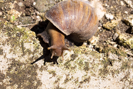 Achatina螺是一种入侵物种图片
