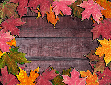 秋天的作文木背景上的枫叶图片
